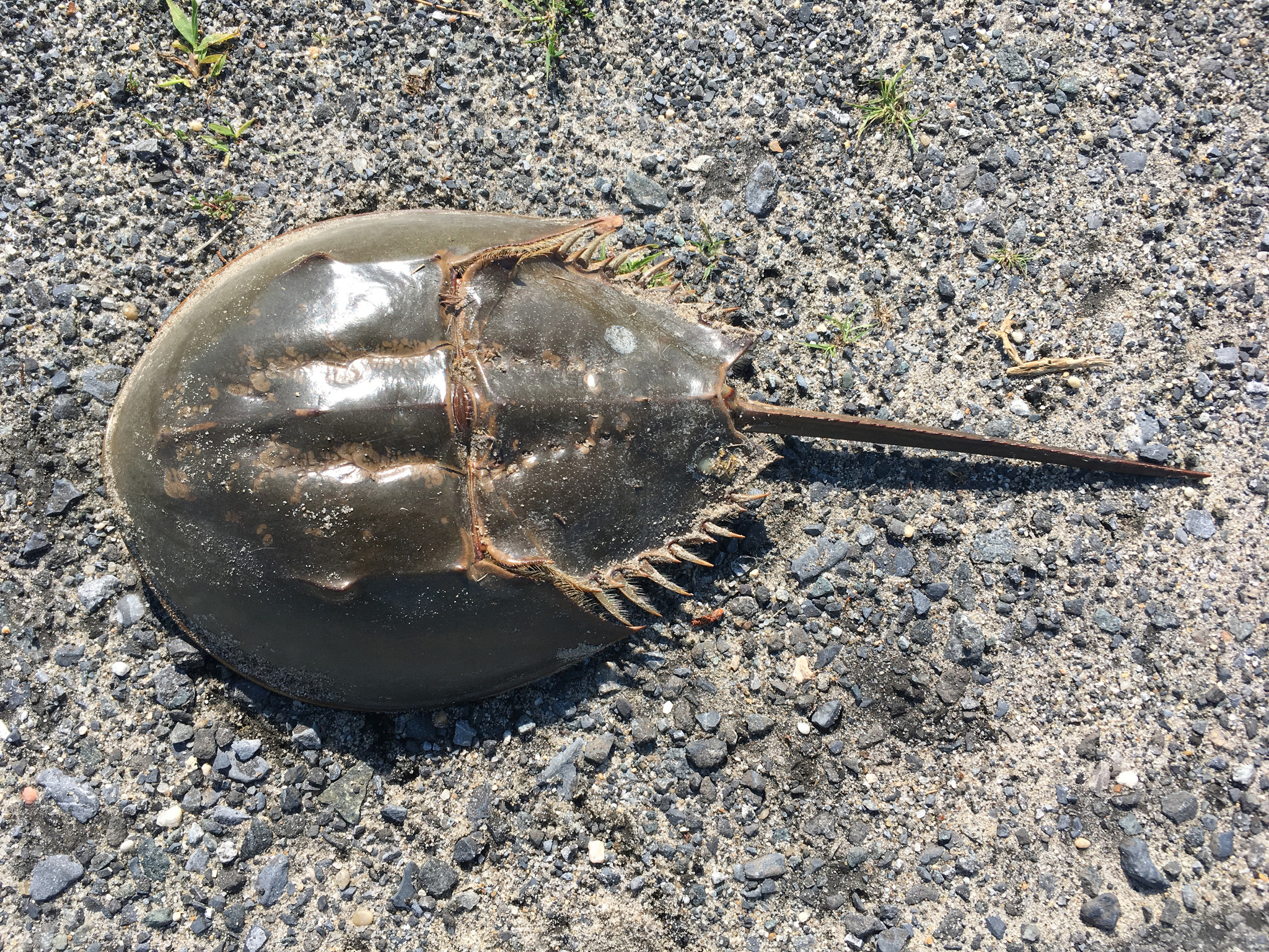Limulus Polyphemus Ommatidia Preparatı ve Yanal Engelleme Düzeneği
